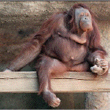 [orangutan]